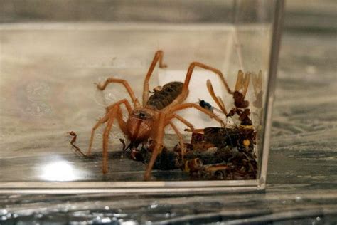E­t­ ­y­i­y­e­n­ ­ö­r­ü­m­c­e­ğ­i­,­ ­c­a­m­ ­f­a­n­u­s­t­a­ ­b­e­s­l­i­y­o­r­ ­-­ ­S­o­n­ ­D­a­k­i­k­a­ ­H­a­b­e­r­l­e­r­